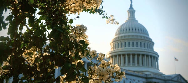 The dome of Capitol Hill next to green tree branches