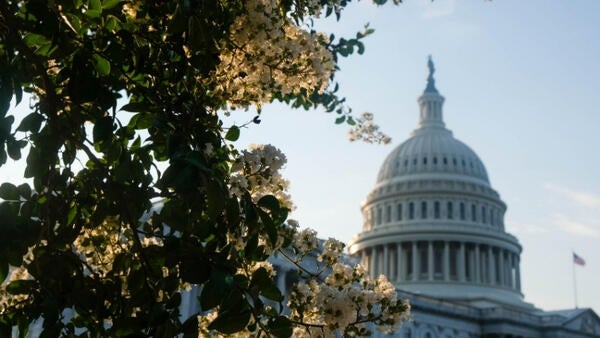 The dome of the US Capitol building next to green tree branches